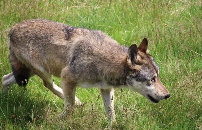 Drôme: a two and a half day old calf killed by a wolf