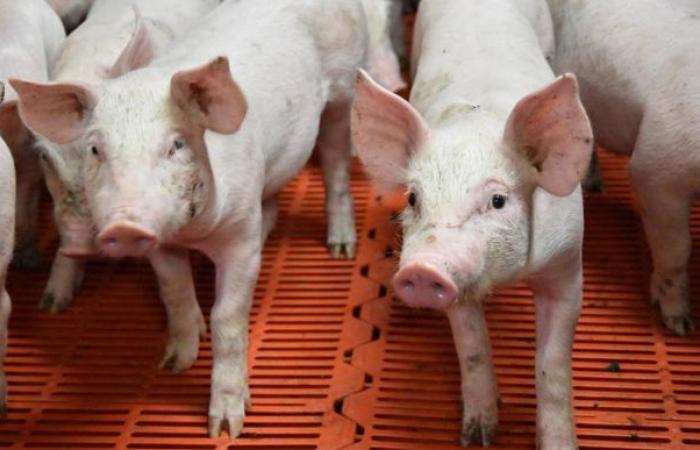 Preventing the transmission of swine flu to humans