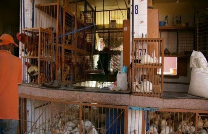 Continuously rising, poultry prices bother the PJD