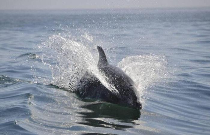 Reunion. Newborn dolphin in poor health washes up on beach and dies