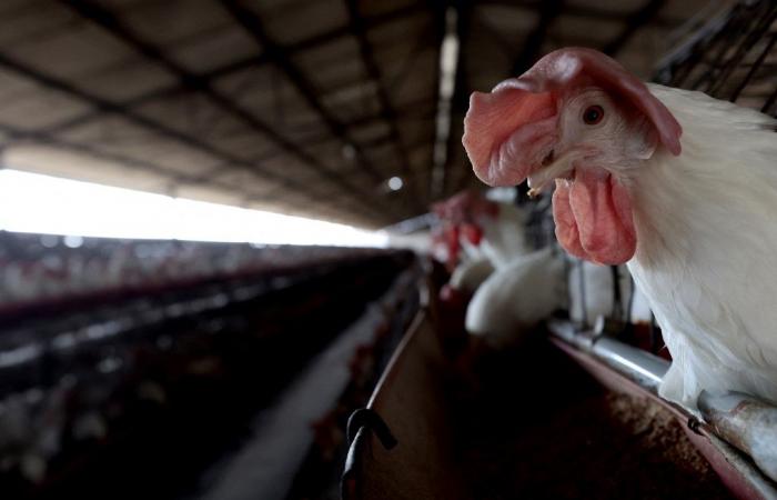 Reinforced controls after bird flu cases reported in Hawaii