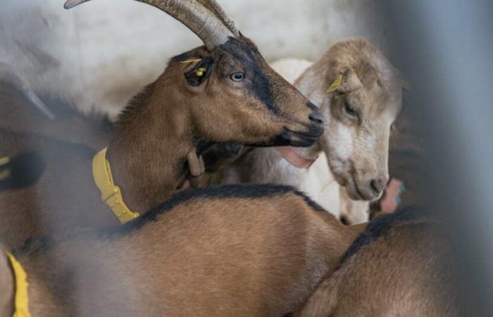 Haute-Savoie. 215 goats die in farm fire