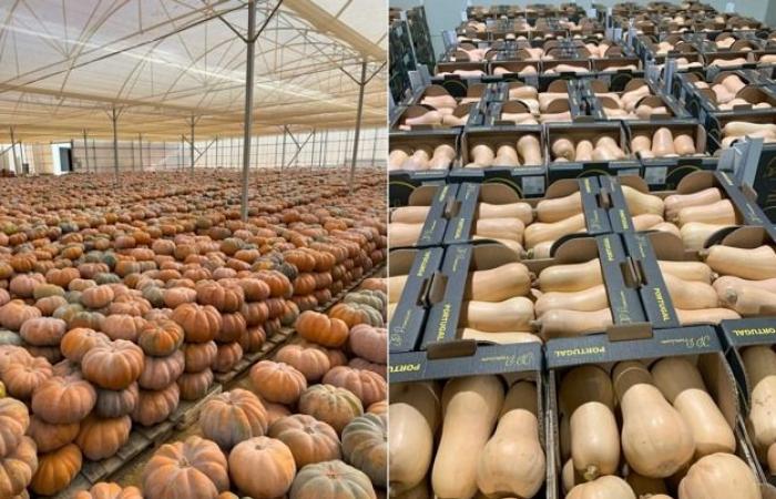 “Squash prices in Central Europe are very low”