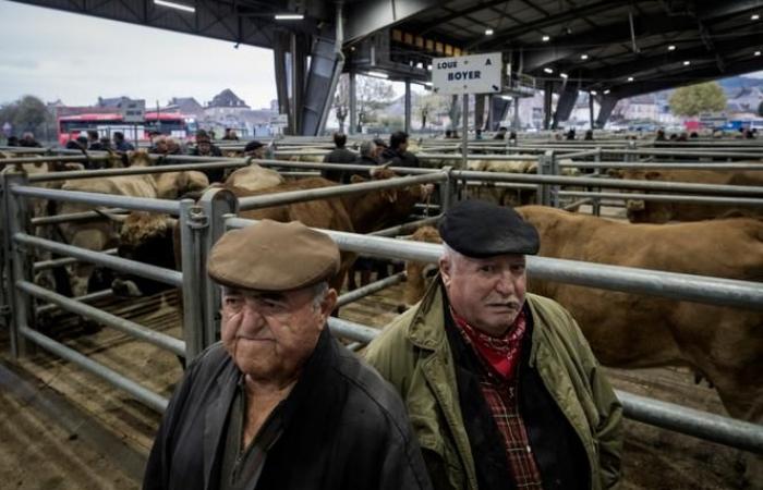 At the livestock market of Laissac, in Aveyron, peasant concern over Mercosur