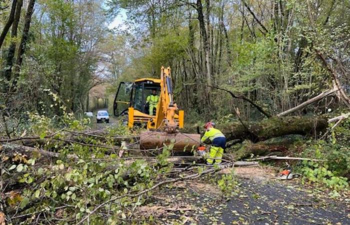 Trees on the road in Charente limousine, 4160 homes deprived of electricity, the Caetano storm does not spare Charente