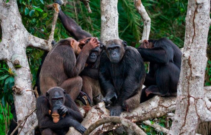 Migration, a driving force behind the cultural development of chimpanzees