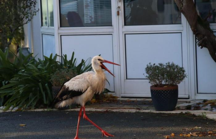 A strange squatter has taken up residence in this district of Gironde