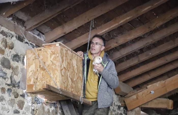 In Haute-Loire, the beautiful story of these siblings of barn owls who fell from the nest