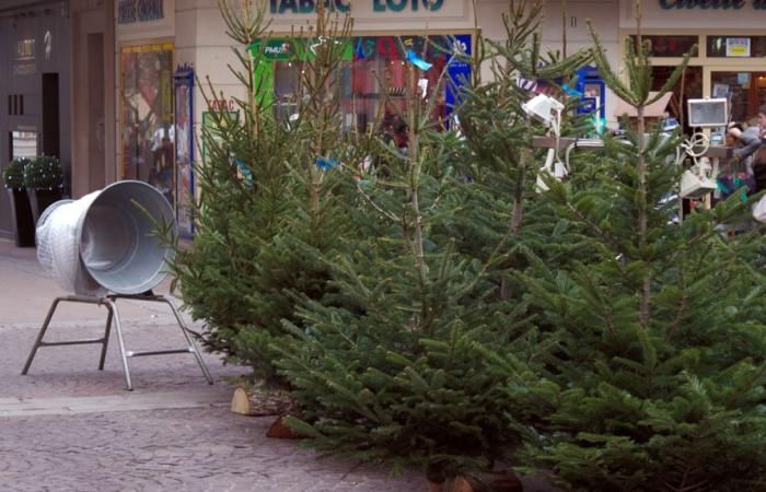 What is the “fair price” for a Christmas tree?