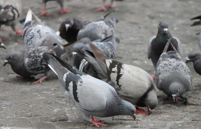 What solution for pigeons in this town of Seine-Maritime?