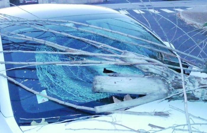 IN PICTURES. Caetano storm: part of a poplar tree falls on a car parked north of Montpellier