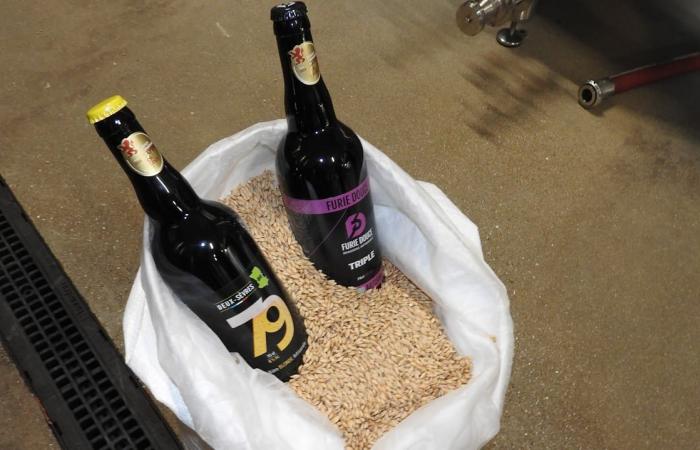 The Sweet Furie of Clessé, beer made in Deux-Sèvres from the ground to the bottle