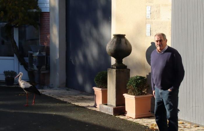 A strange squatter has taken up residence in this district of Gironde