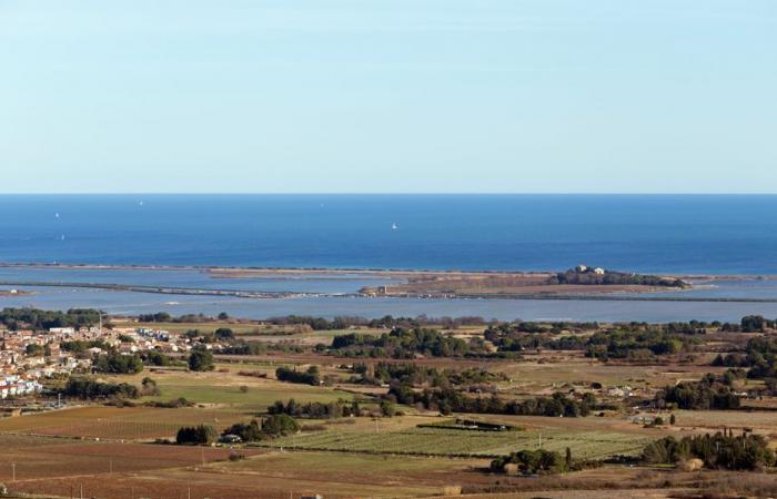 poisoned meatballs discovered in a Hérault massif, several dogs died