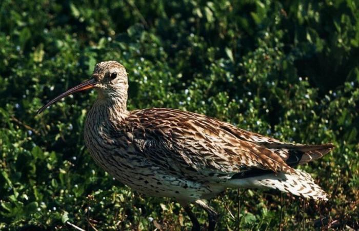 first disappearance of a continental species of bird in Europe – Libération