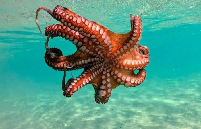 Octopuses Could Dominate Earth If Humans Extinct