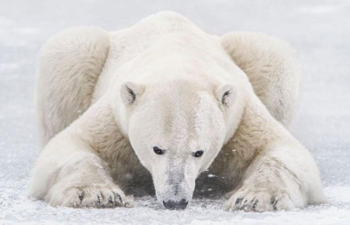 Vincent Munier: “I can still be afraid, even in a forest without bears and this feeling is precious”