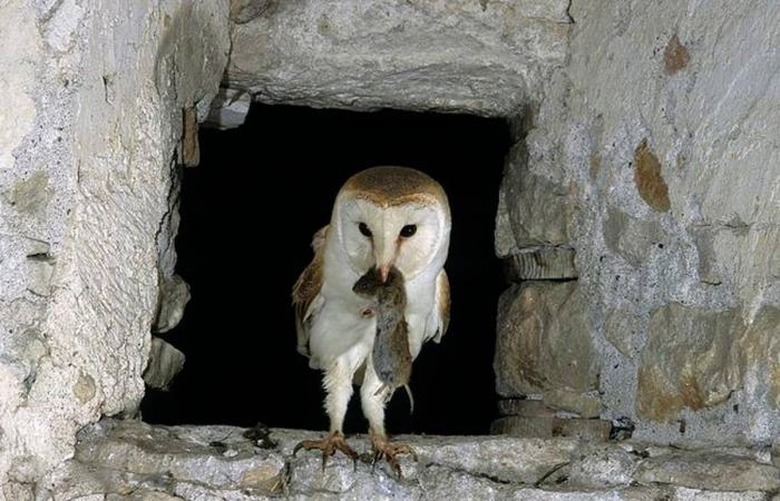 In Haute-Loire, the beautiful story of these siblings of barn owls who fell from the nest