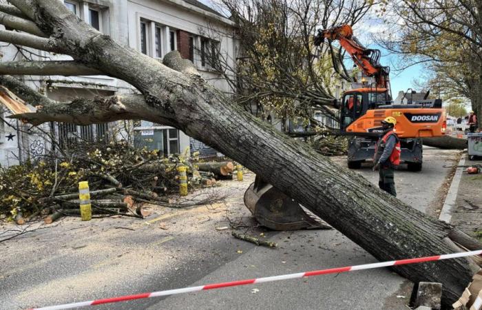 trees on the roadway in Nantes after its passage