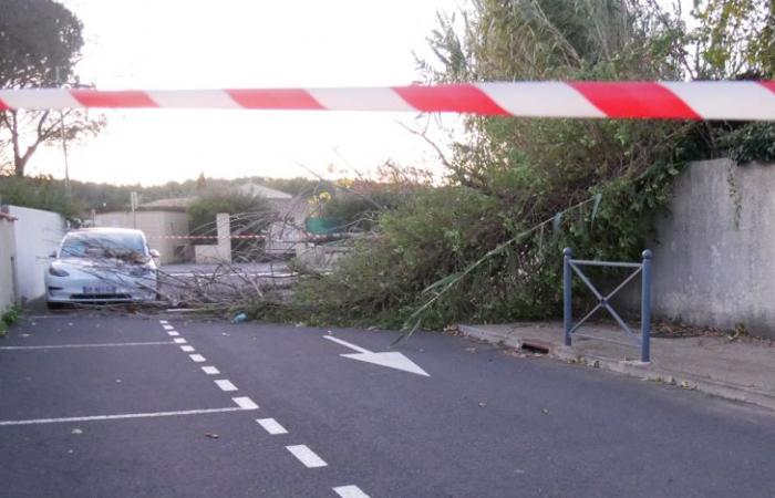 IN PICTURES. Caetano storm: part of a poplar tree falls on a car parked north of Montpellier