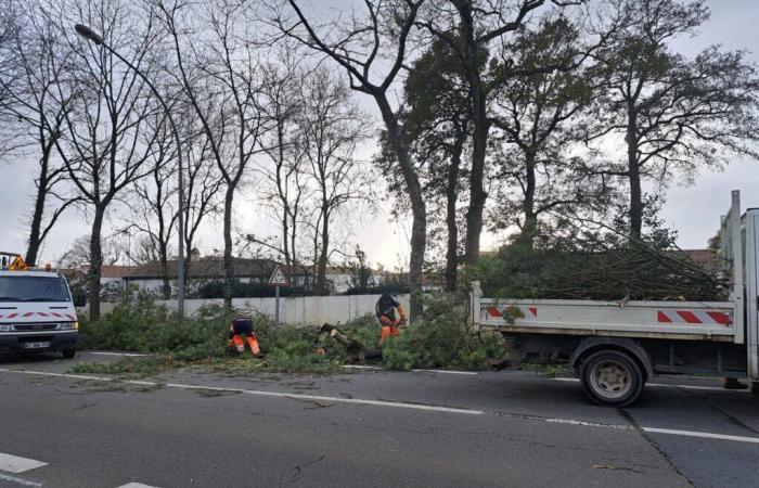 she managed traffic after a tree fell in Challans