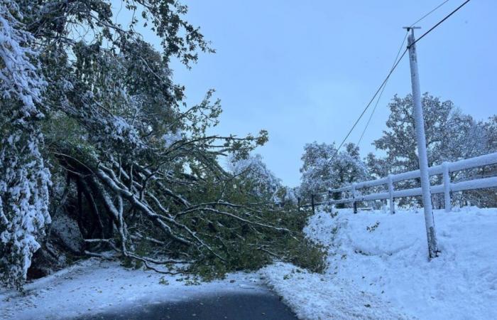 An oak tree falls under the weight of snow on a Channel road: traffic completely blocked