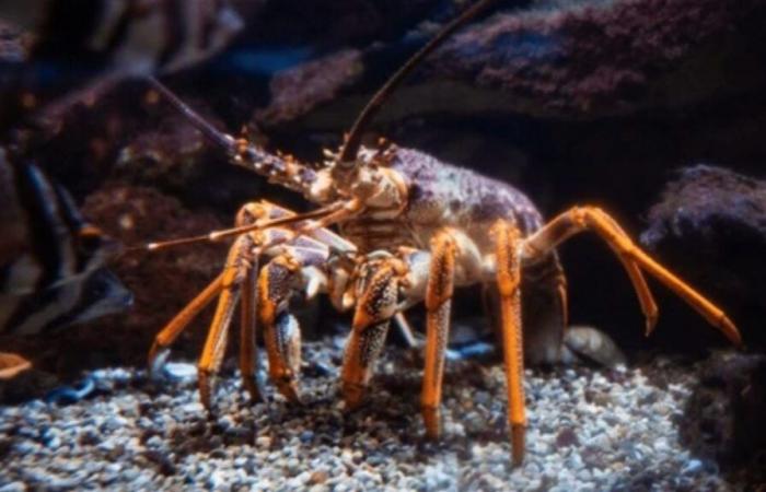 A fisherman catches an extremely rare golden lobster, he had a one in 30 million chance of catching it