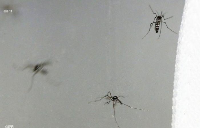 4 new cases of chikungunya confirmed in Reunion, including an isolated case in Saint-Pierre