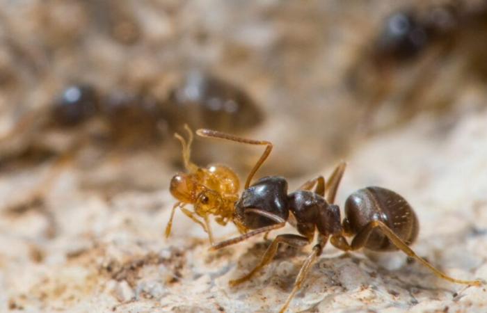 The worrying discovery of a new outbreak of “electric ants” in France