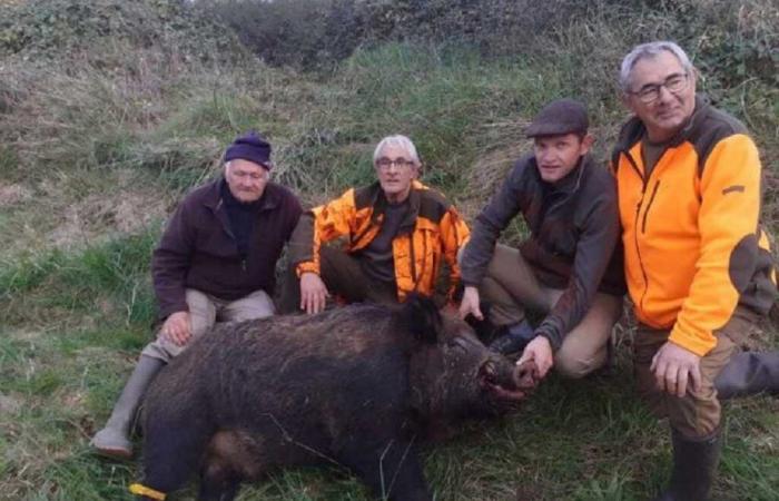 Charente-Maritime: The hunters who killed a record boar weighing 205 kg told us their story