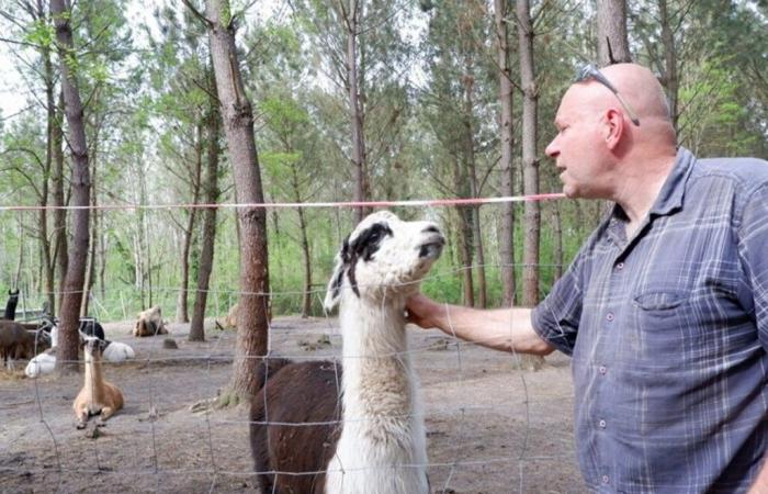 this animal park in Gironde is looking for volunteers following damage