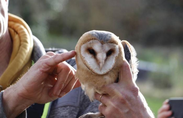 In Haute-Loire, the beautiful story of these siblings of barn owls who fell from the nest