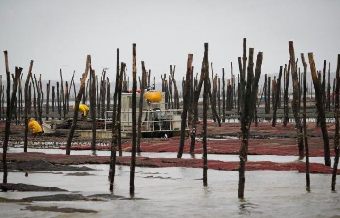 Before Christmas, oyster farmers take all precautions and want to prevent risks