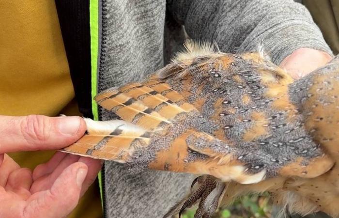 In Haute-Loire, the beautiful story of these siblings of barn owls who fell from the nest