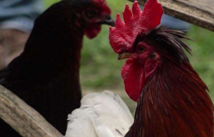 petition to save Ricco, rooster in danger due to neighborhood problems