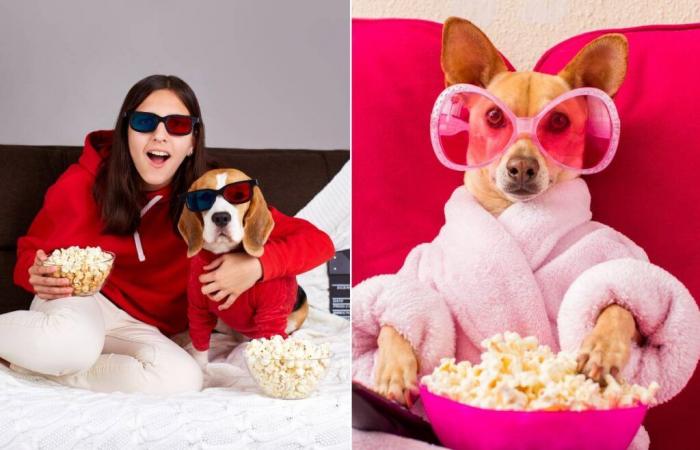 A cinema opens its doors to dogs in Paris in December!