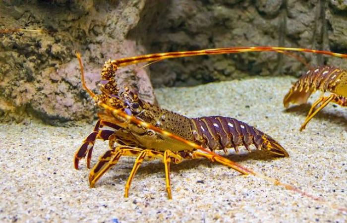 A fisherman catches an extremely rare golden lobster, he had a one in 30 million chance of catching it