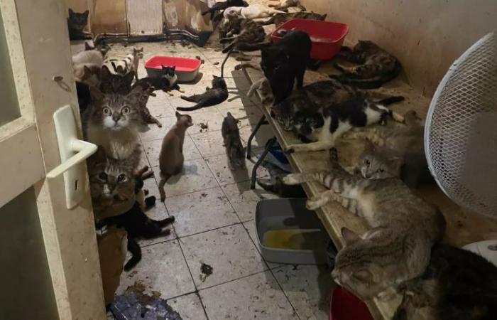 Mummified cats, animal corpses, scents of death… In the Alpes-Maritimes, the dark series of “houses of horror”