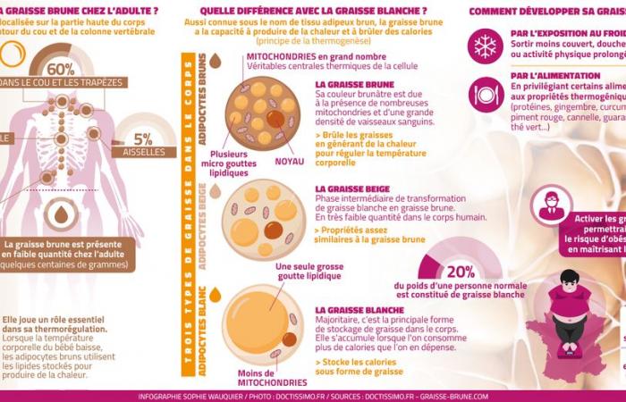 Brown fat: why is this little-known adipose tissue so useful to your health? A Toulouse study opens up new perspectives