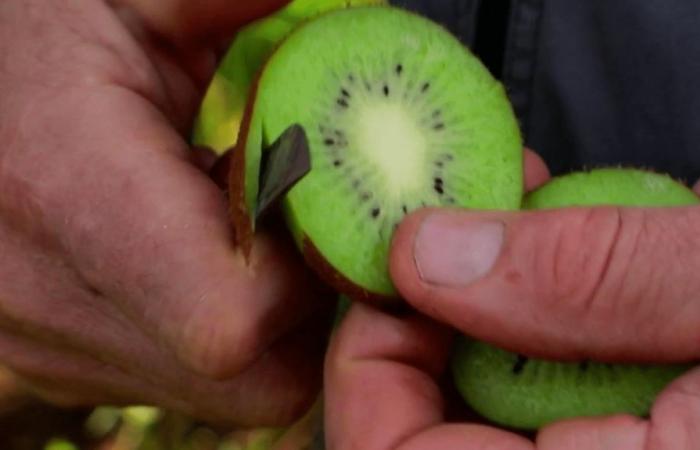 kiwi, a vitamin cure for winter