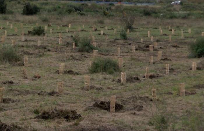 after the 2017 fire, new planting campaign in Les Maurettes