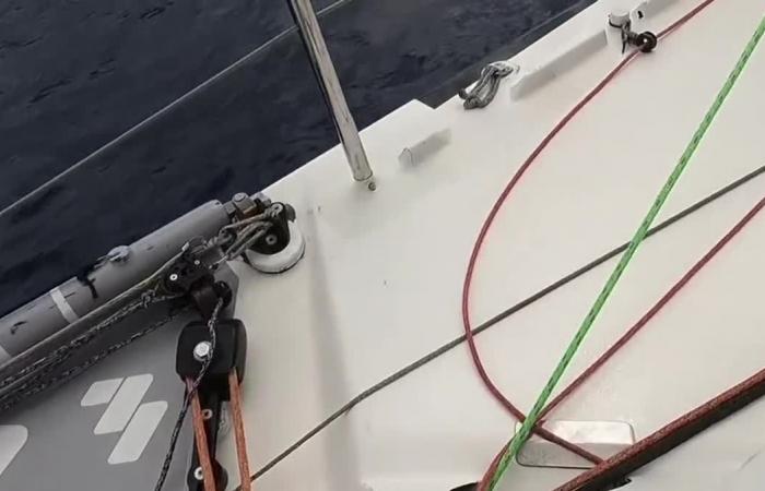 Engaged in the Vendée Globe, they impress, always in ambush, the women don't give up