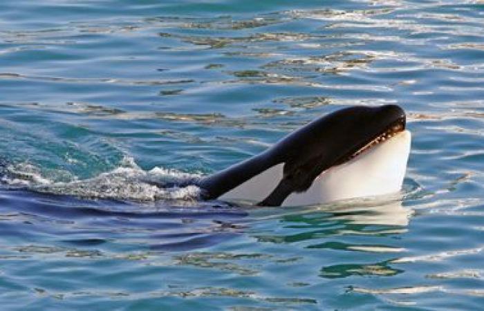 The Marineland water park in Antibes wants to transfer its last two orcas to Japan