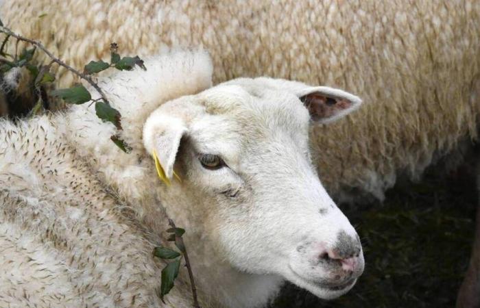 An outbreak of bluetongue detected in the English Channel