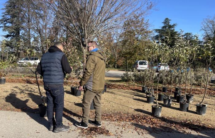 Metropolis of Lyon: trees offered free of charge to residents