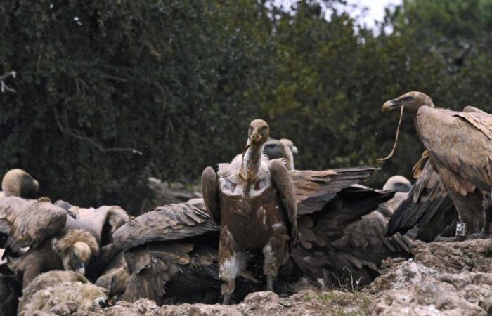 More numerous “attacks”, “deviant” birds… What is happening with vultures?