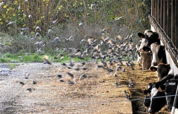 Starlings are already numerous and aggressive in the Channel