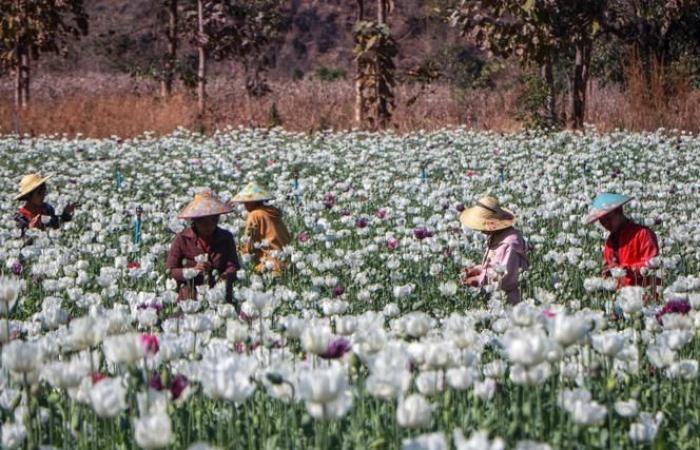 Drug economy in the Golden Triangle revived by the Burmese crisis