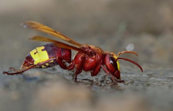 This animal present in France is the only one that can drink alcohol without moderation