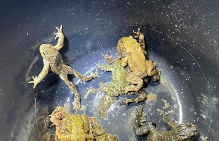 In Seine-Maritime, they help toads cross the roads